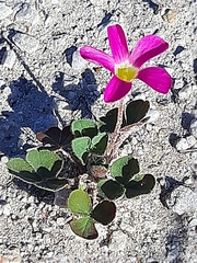 Oxalis imbricata