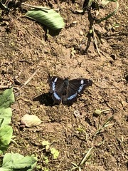 Kaniska canace nojaponicum