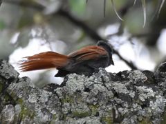 Terpsiphone viridis granti