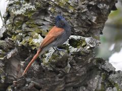 Terpsiphone viridis granti