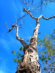Roseodendron donnell-smithii