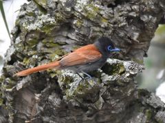 Terpsiphone viridis granti