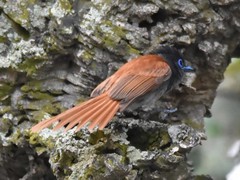 Terpsiphone viridis granti