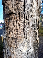 Roseodendron donnell-smithii