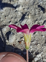 Oxalis imbricata
