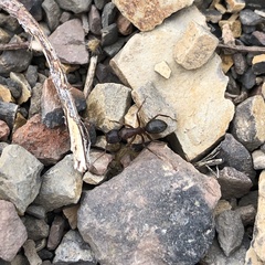 Camponotus dumetorum