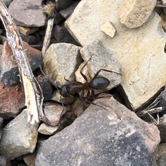 Camponotus dumetorum