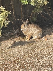 Sylvilagus floridanus
