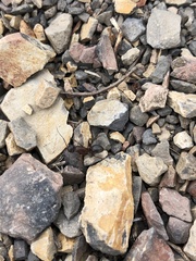 Camponotus dumetorum