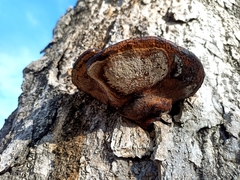 Fomitopsis pinicola