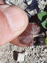 Oxalis imbricata