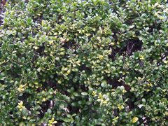 Buxus