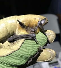 Myotis thysanodes