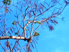 Roseodendron donnell-smithii