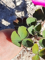 Oxalis imbricata