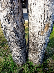 Roseodendron donnell-smithii