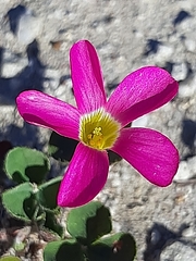 Oxalis imbricata