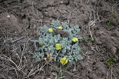 Lomatium foeniculaceum