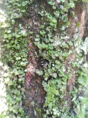 Trichomanes punctatum