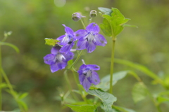 Delphinium bicornutum