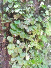 Trichomanes punctatum