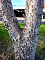 Roseodendron donnell-smithii