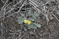 Lomatium foeniculaceum