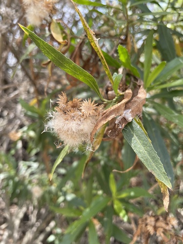 iNaturalist observation photo of mule fat