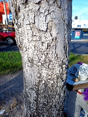 Roseodendron donnell-smithii