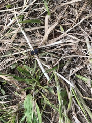 Pheropsophus jessoensis