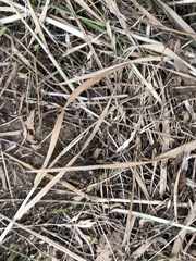 Pheropsophus jessoensis