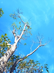 Roseodendron donnell-smithii