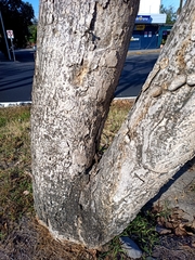 Roseodendron donnell-smithii