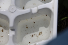 Neoplea striola