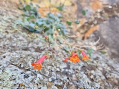 Penstemon rotundifolius