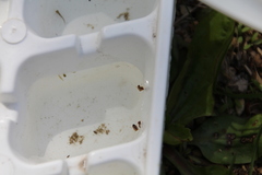 Neoplea striola