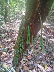 Ananthacorus angustifolius