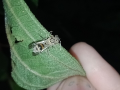 Ropalidia flavobrunnea