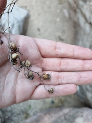 Penstemon rotundifolius
