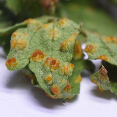 Puccinia modiolae