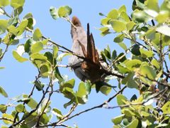 Urocolius indicus indicus