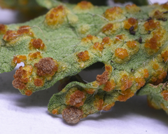 Puccinia modiolae