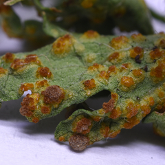 Puccinia modiolae