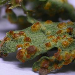 Puccinia modiolae