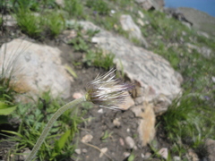 Pulsatilla cernua