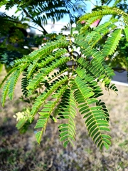 Enterolobium cyclocarpum