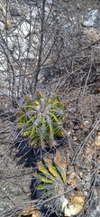 Ferocactus flavovirens