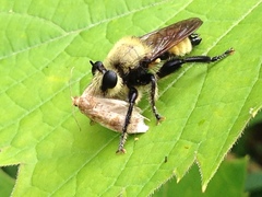Laphria posticata