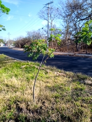 Enterolobium cyclocarpum