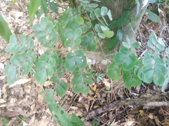 Pseudosamanea guachapele